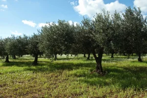 Ambiente: siccità e temperature estreme mettono alla prova l’agricoltura mediterranea