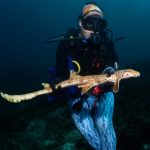 Scoperta una nuova specie di squalo camminatore in Papua Nuova Guinea.