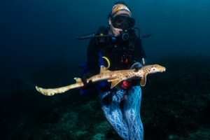 Scoperta una nuova specie di squalo camminatore in Papua Nuova Guinea.