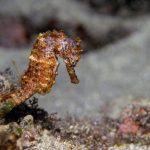 Quattro presunti trafficanti di animali arrestati in Guinea: sequestrati cavallucci marini e pinne di squalo.