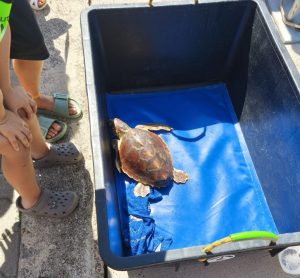 Otto tartarughe marine liberate: un passo verso la conservazione del nostro mare.