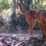 Piattaforma nazionale australiana trasforma le immagini della fauna selvatica in azioni concrete.