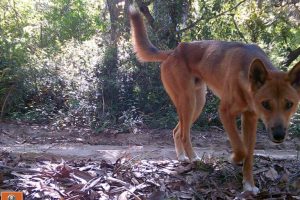 Piattaforma nazionale australiana trasforma le immagini della fauna selvatica in azioni concrete.