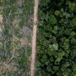 Il Suriname non trova soluzione nei fagioli di soia: un’analisi imperdibile.