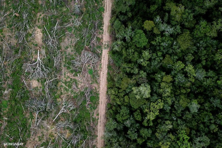 Il Suriname non trova soluzione nei fagioli di soia: un’analisi imperdibile.