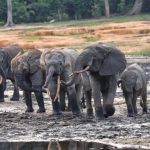Le storie più lette di Mongabay Africa nel 2026: un viaggio tra natura e biodiversità.
