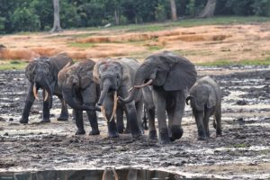 Le storie più lette di Mongabay Africa nel 2026: un viaggio tra natura e biodiversità.