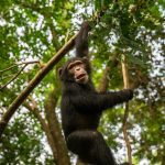 Scimmie e ferrovia: confronto tra intelligenza animale e ingegneria moderna.