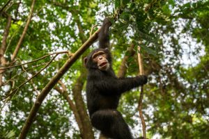 Scimmie e ferrovia: confronto tra intelligenza animale e ingegneria moderna.