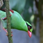 Magpie verde di Giava, in via di estinzione, riceve aiuto per la conservazione.