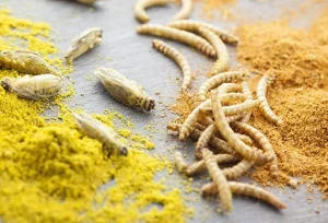 Insetti come cibo del futuro: rivoluzione sostenibile o barriera culturale?