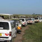 Safari affollati in Kenya: la fauna selvatica è per chi? Scopri la verità.