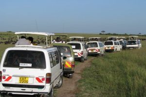 Safari affollati in Kenya: la fauna selvatica è per chi? Scopri la verità.