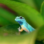 Il gecko blu: una storia di rinascita nella conservazione della fauna selvatica.