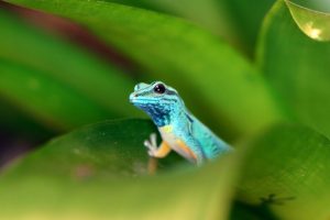 Il gecko blu: una storia di rinascita nella conservazione della fauna selvatica.