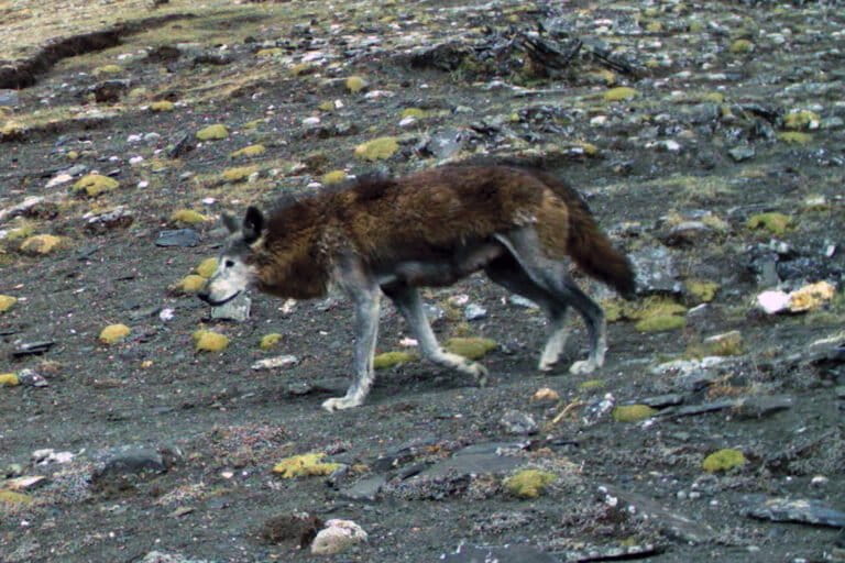 Come leopardi delle nevi, lupi e leopardi coesistono nella stessa valle himalayana.