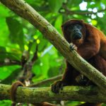 Mappa rivela i corridoi climatico-resilienti nell’upslop dell’Amazzonia per la conservazione.