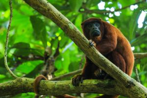 Mappa rivela i corridoi climatico-resilienti nell’upslop dell’Amazzonia per la conservazione.