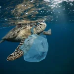 Inquinamento e animali marini: plastica e specie a rischio
