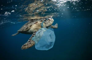 Inquinamento e animali marini: plastica e specie a rischio