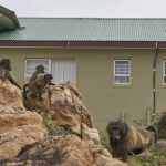 In Sudafrica, un villaggio convive con i babbuini: un’eccezione da scoprire.
