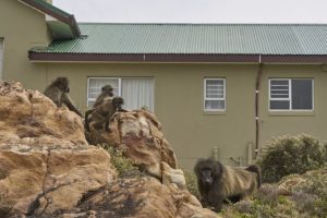 In Sudafrica, un villaggio convive con i babbuini: un’eccezione da scoprire.
