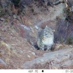 Leopardi e lupi: coesistenza sorprendente nella stessa valle himalayana, secondo uno studio recente.
