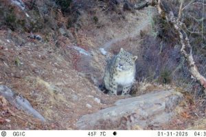 Leopardi e lupi: coesistenza sorprendente nella stessa valle himalayana, secondo uno studio recente.