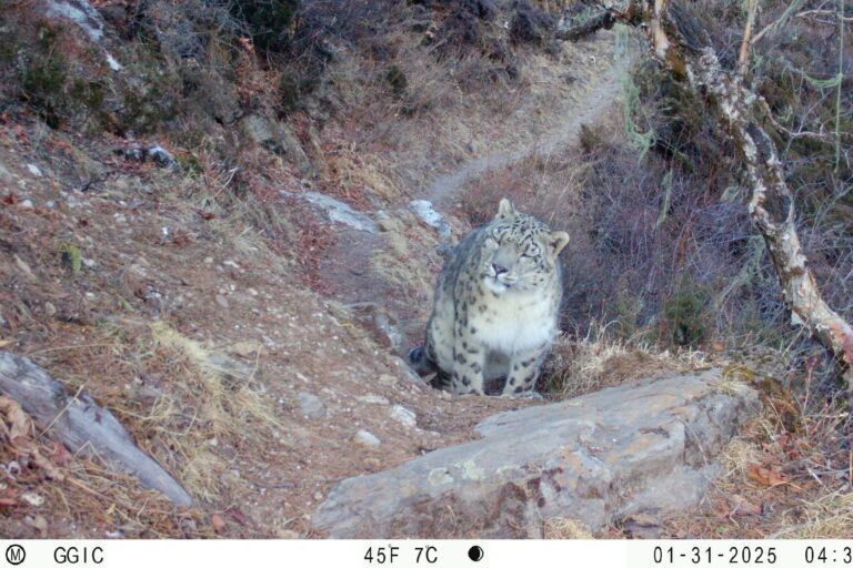 Leopardi e lupi: coesistenza sorprendente nella stessa valle himalayana, secondo uno studio recente.