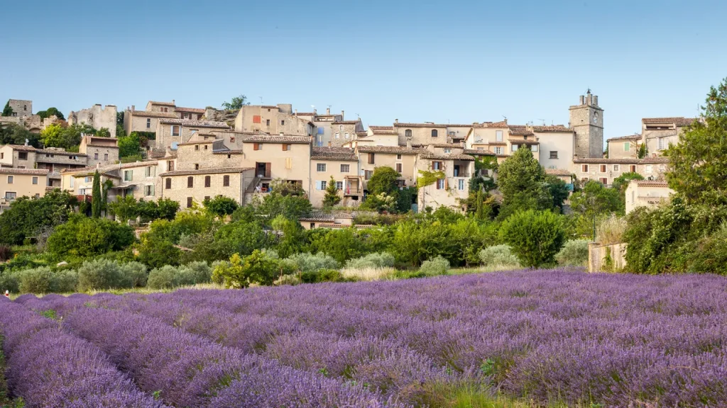 Scopri come ammirare i campi di lavanda in Provenza al momento perfetto.