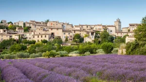 Scopri come ammirare i campi di lavanda in Provenza al momento perfetto.