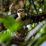 Caccia al raro e al bello nella foresta pluviale della Costa d’Avorio.