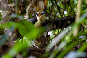Caccia al raro e al bello nella foresta pluviale della Costa d’Avorio.