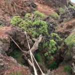 Collezione di semi rari salva l’ultimo esemplare di albero selvatico in Cile.