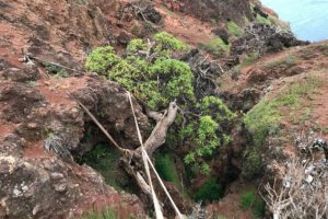 Collezione di semi rari salva l’ultimo esemplare di albero selvatico in Cile.
