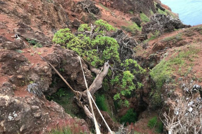 Collezione di semi rari salva l’ultimo esemplare di albero selvatico in Cile.
