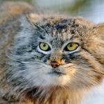 La sfida della conservazione del gatto delle steppe: un percorso complesso da affrontare.