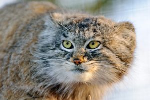 La sfida della conservazione del gatto delle steppe: un percorso complesso da affrontare.