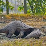 Habitat del pangolino a rischio in Pakistan: una crisi da affrontare urgentemente.