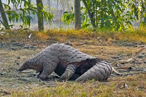 Habitat del pangolino a rischio in Pakistan: una crisi da affrontare urgentemente.