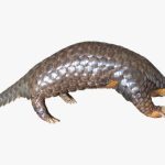 Scoperta nuova specie di pangolino himalayano, 189 anni dopo la prima descrizione.