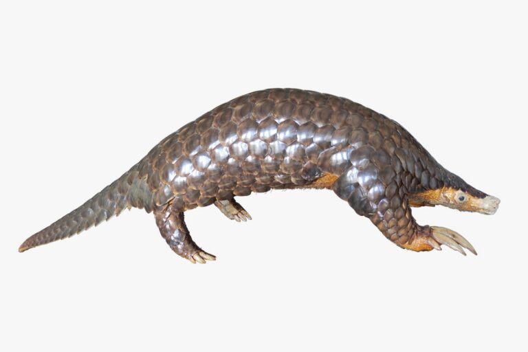 Scoperta nuova specie di pangolino himalayano, 189 anni dopo la prima descrizione.