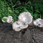 Coltivazione di funghi selvatici in Nigeria: successo nell’uso di rifiuti agricoli.