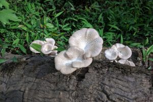 Coltivazione di funghi selvatici in Nigeria: successo nell’uso di rifiuti agricoli.