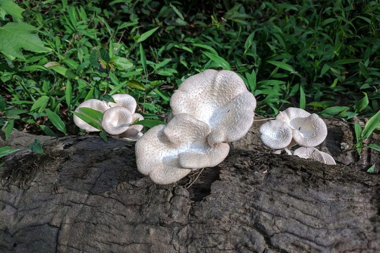 Coltivazione di funghi selvatici in Nigeria: successo nell’uso di rifiuti agricoli.
