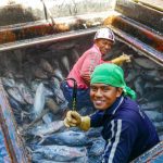 Riforme lavorative nella pesca in Indonesia: un passo avanti per la conservazione ambientale.