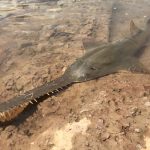 Scienziati chiedono interventi contro il commercio dimenticato delle squame di pesce seghetta