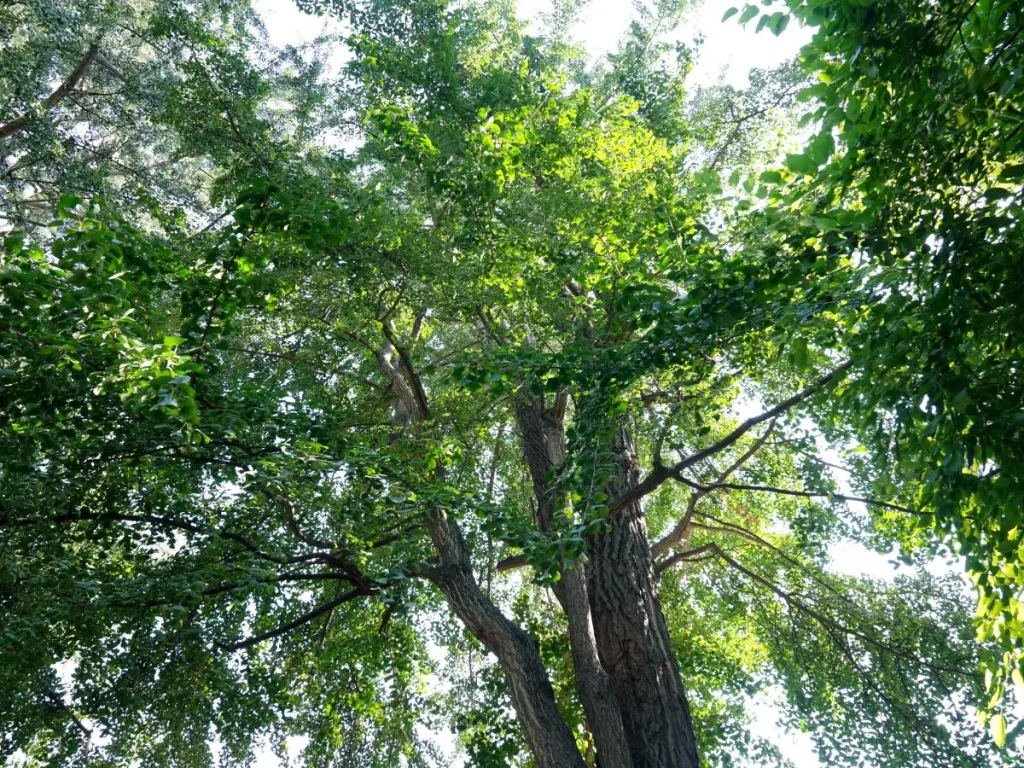Un aumento del 30% di alberi può ridurre il calore urbano del 36%.
