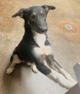 Minnie: una gemma da scoprire, pronta a donare amore e felicità!