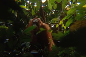 Una foto può salvare gli oranghi: il potere dell’immagine nella conservazione.